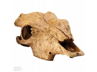EXO TERRA czaszka bawoła Buffalo skull DUŻA