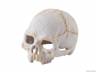 EXO TERRA Primate skull czaszka ludzka MAŁA