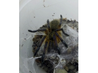 Harpacthira Pulchripes L6