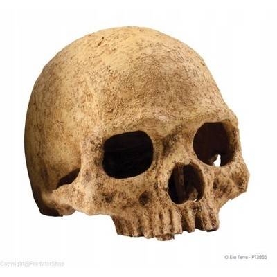 EXO TERRA Primate skull czaszka ludzka DUŻA