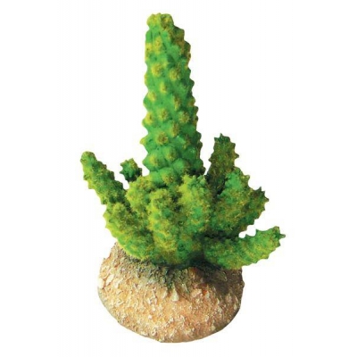 Roślina CEREUS kaktus 11cm do pustynnego