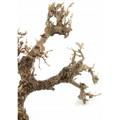 Gałęzie dębu DUŻE 40-50cm rozgałęzione