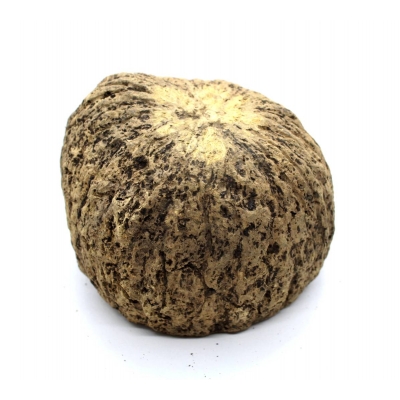 Łupina do terrarium URIKOS 8-10 cm kokos