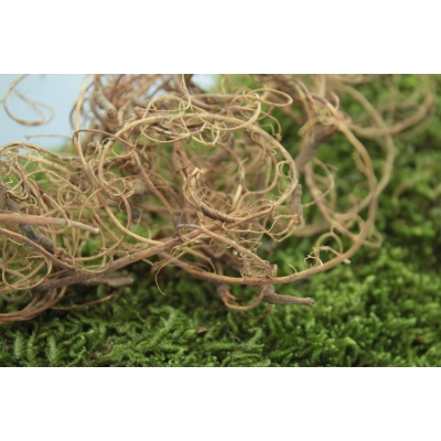 Korzonki porosty CURLY Moss BRĄZOWY do terrarium