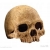 EXO TERRA Primate skull czaszka ludzka DUŻA