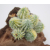 Roślina R029 do terrarium KAKTUSY kępa