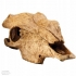 EXO TERRA czaszka bawoła Buffalo skull DUŻA