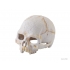 EXO TERRA Primate skull czaszka ludzka MAŁA