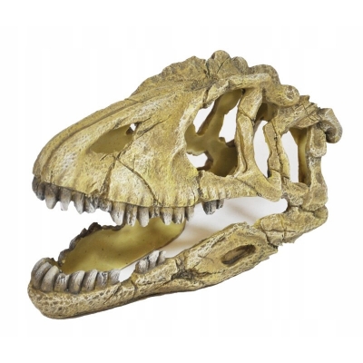 Czaszka tyranozaura dinozaura DUŻA 24cm kryjówka